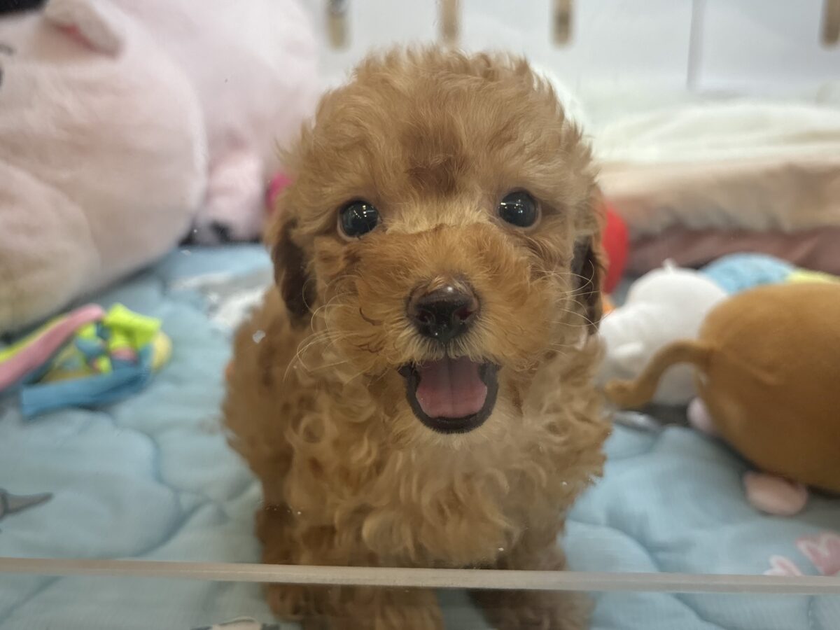 トイプードル