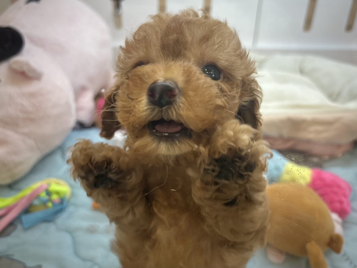 トイプードル