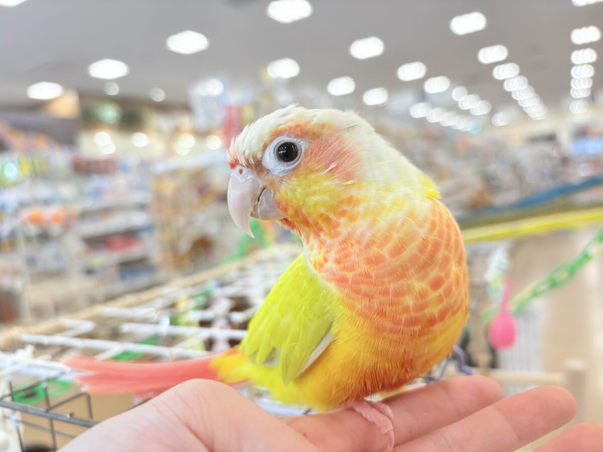ホオミドリウロコインコ