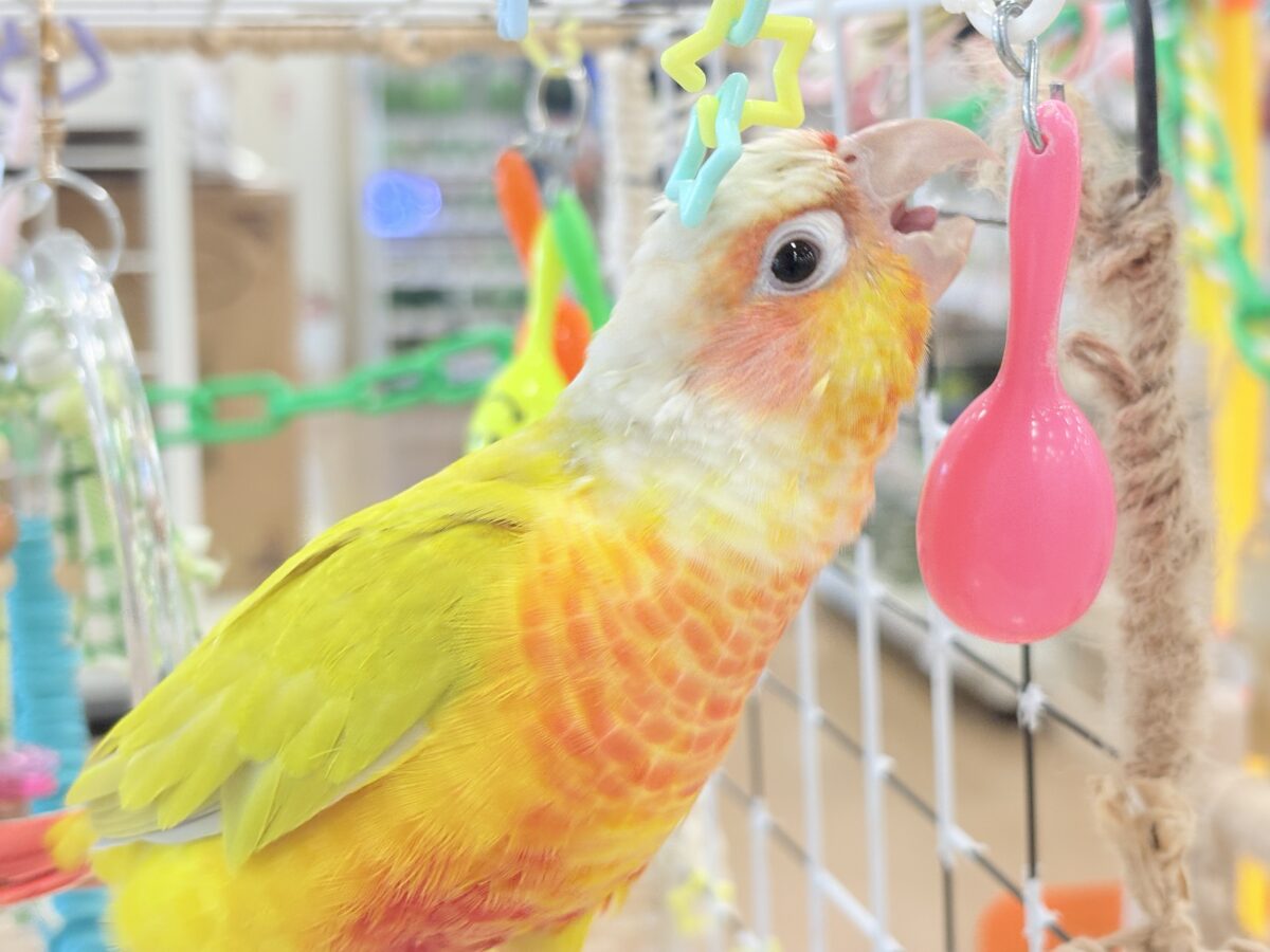 ホオミドリウロコインコ