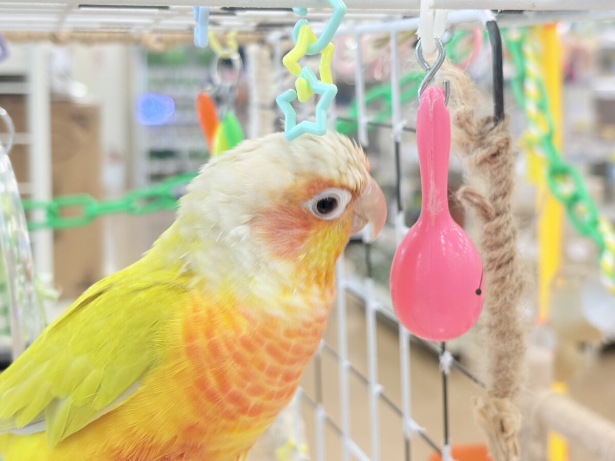 ホオミドリウロコインコ