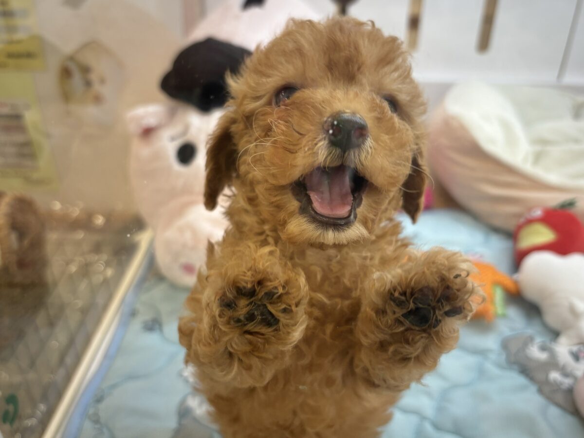 トイプードル