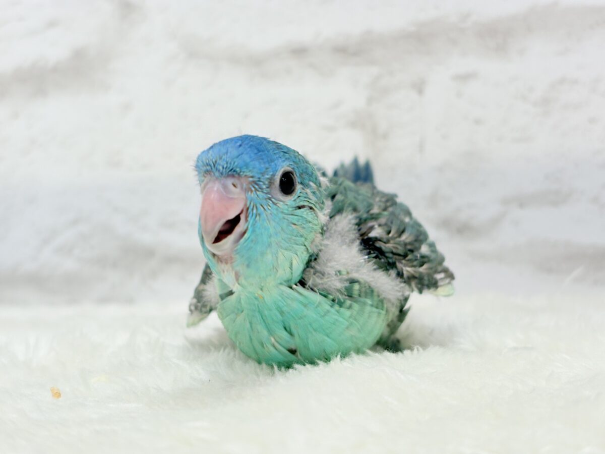 サザナミインコ