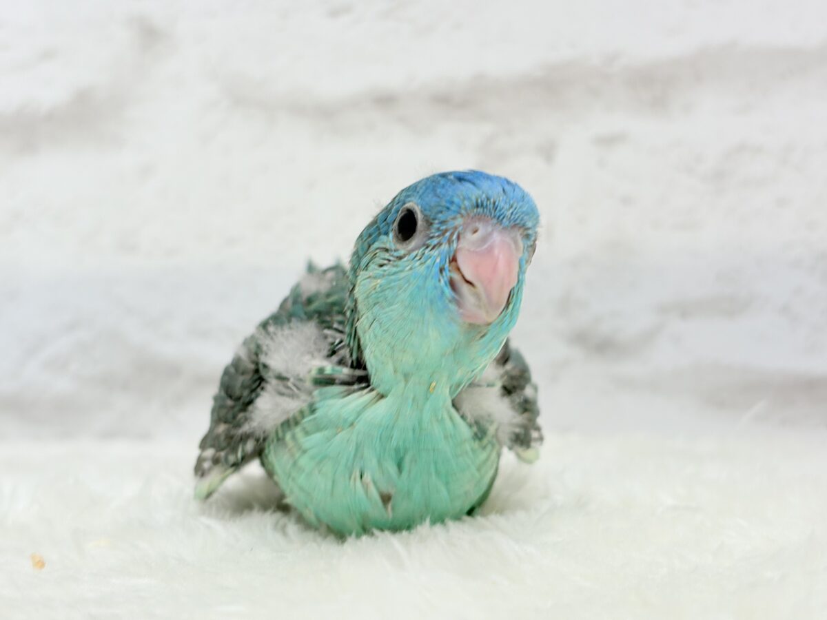 サザナミインコ