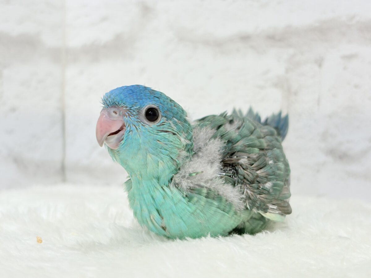 サザナミインコ