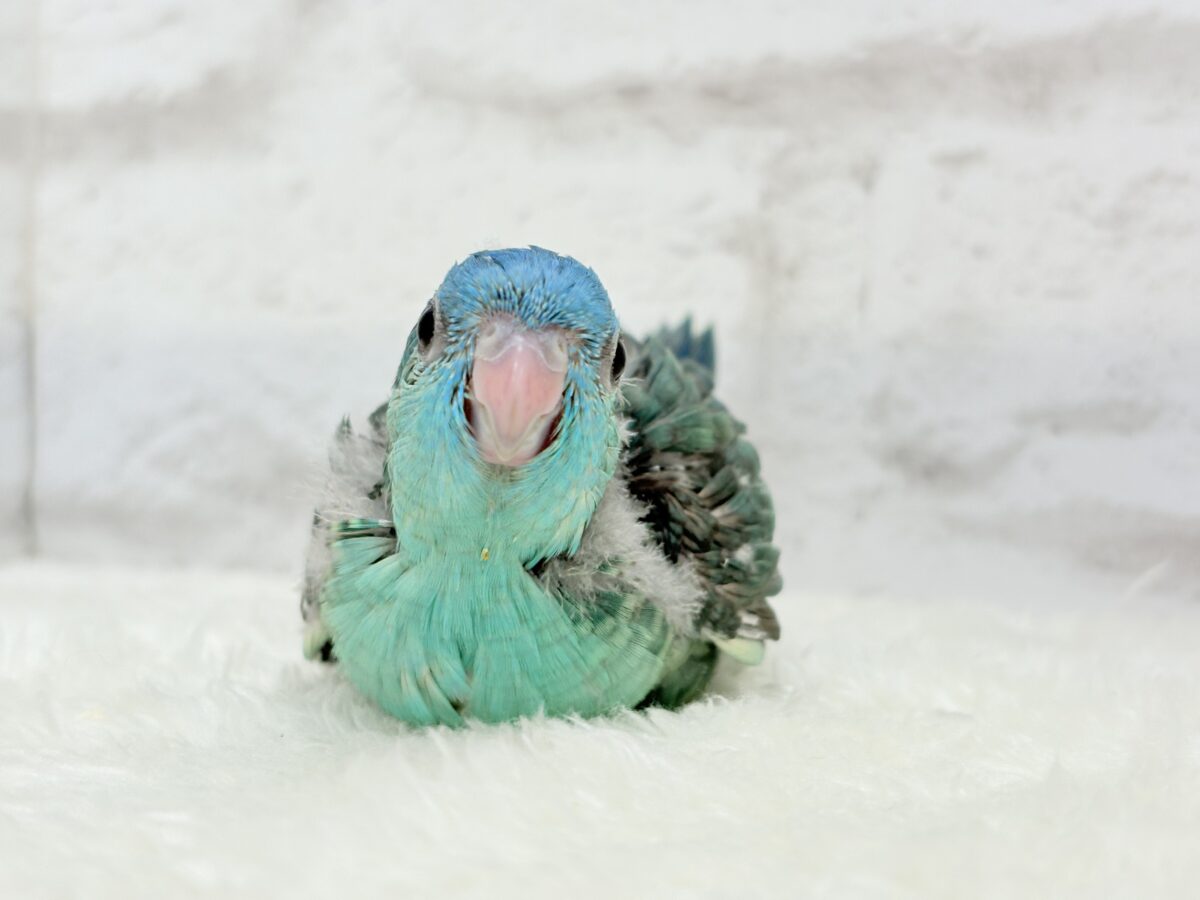 サザナミインコ