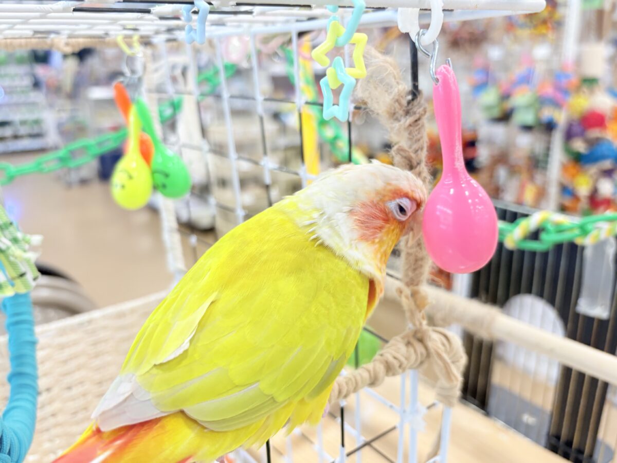 ホオミドリウロコインコ