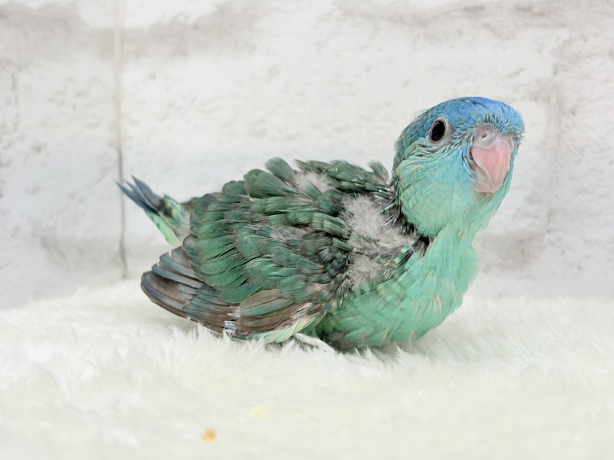 サザナミインコ