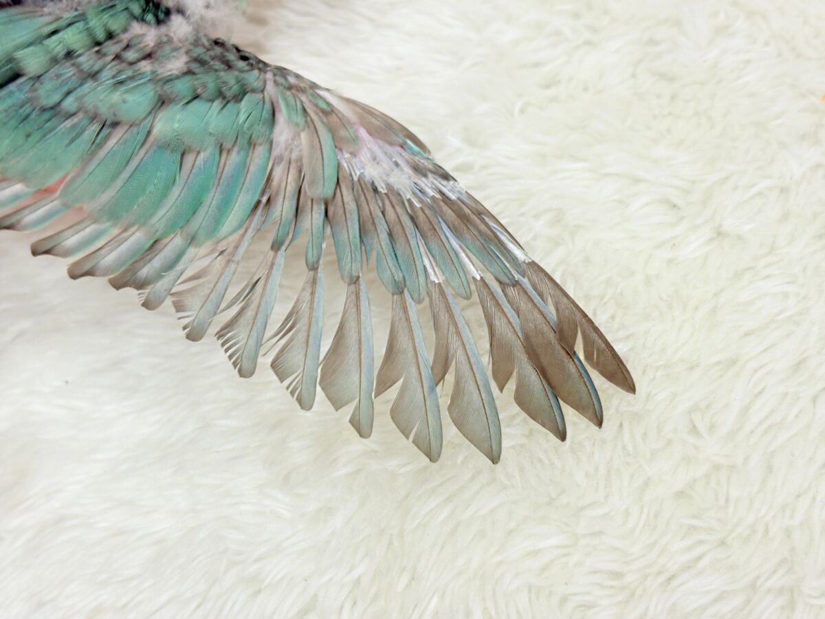 サザナミインコ