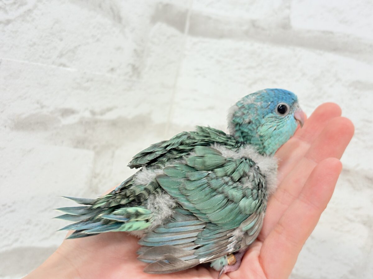 サザナミインコ