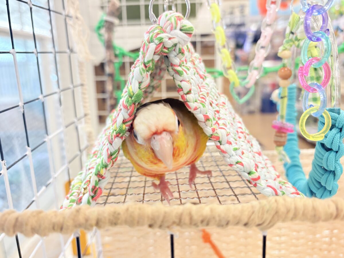 ホオミドリウロコインコ
