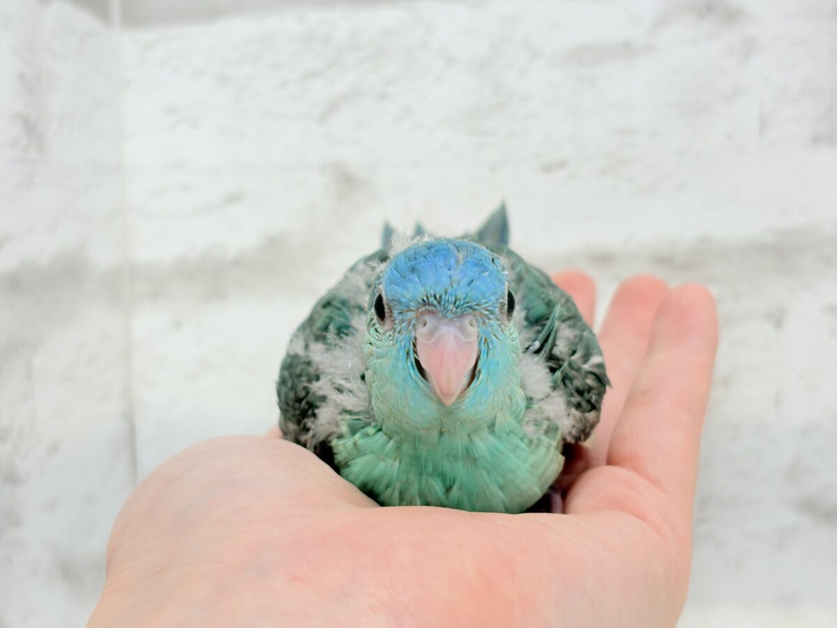サザナミインコ