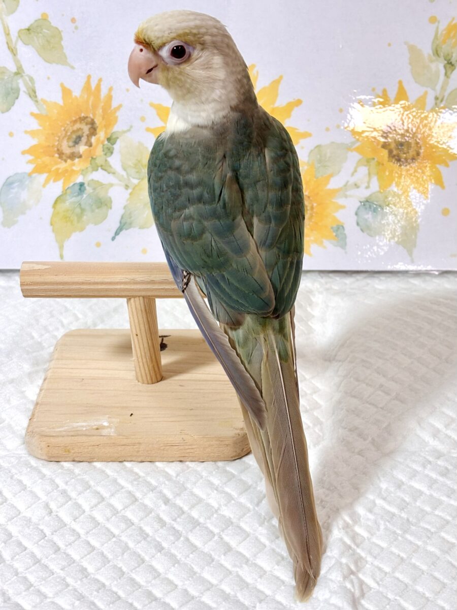 ホオミドリウロコインコ