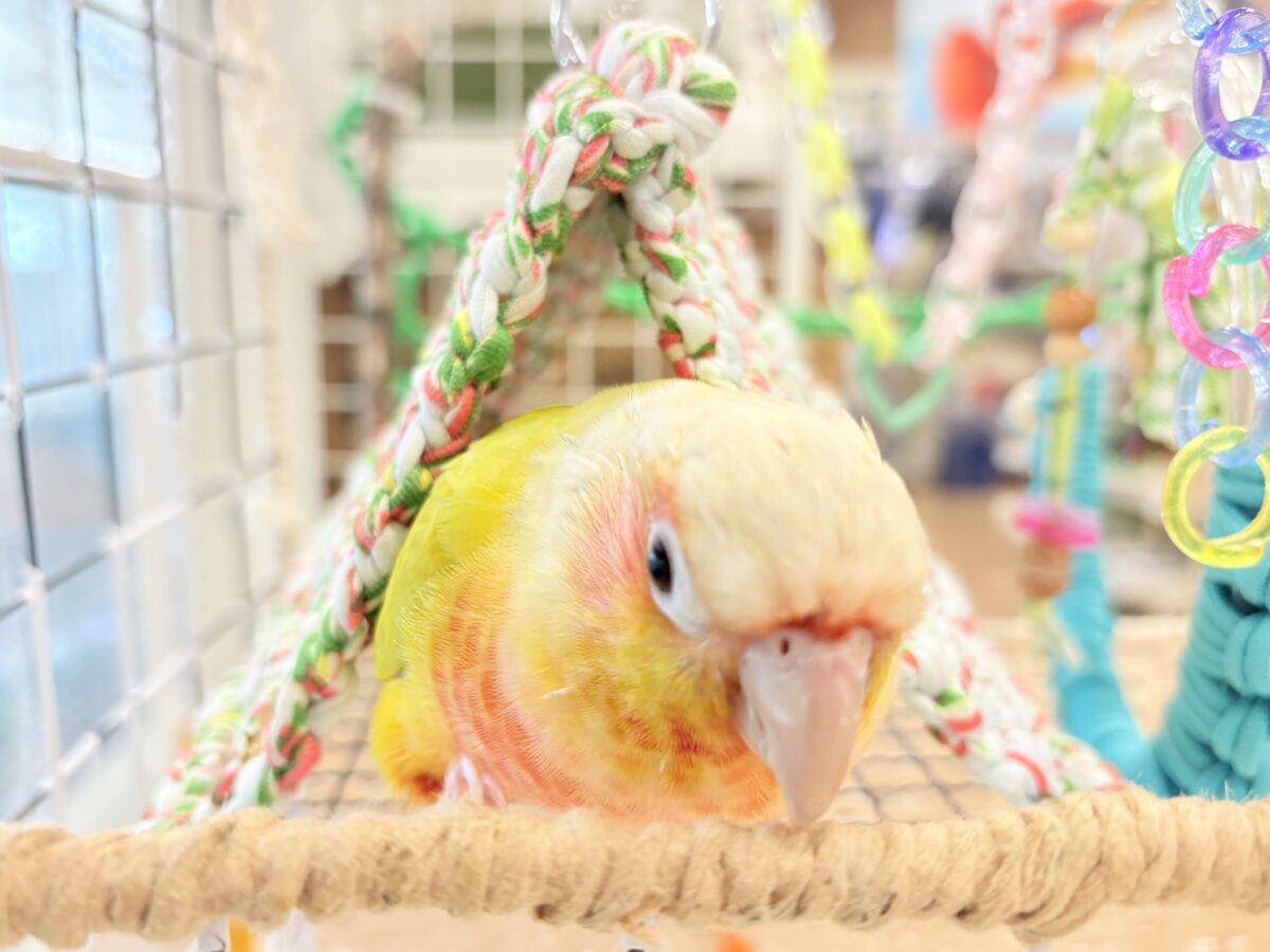 ホオミドリウロコインコ