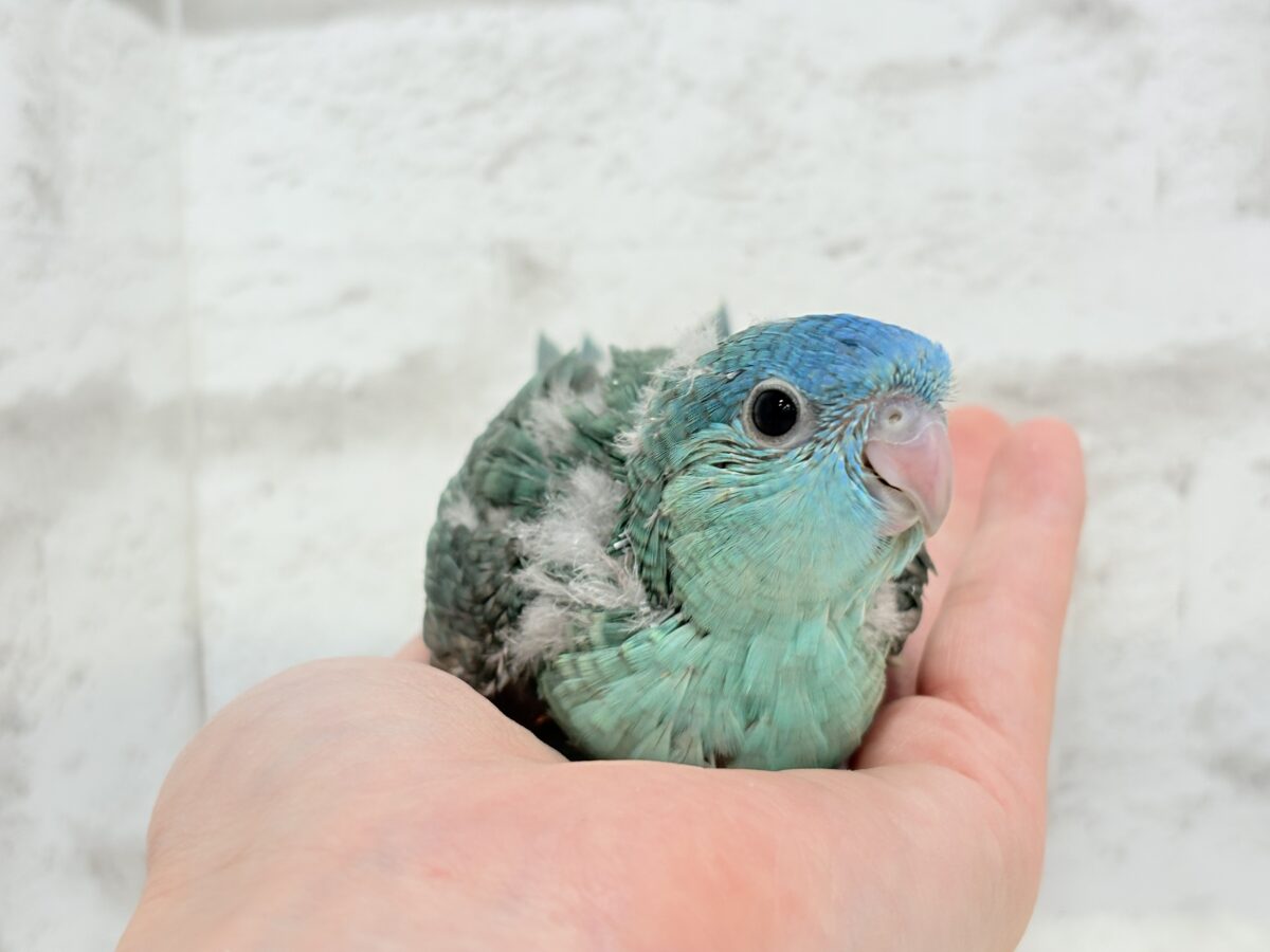 サザナミインコ