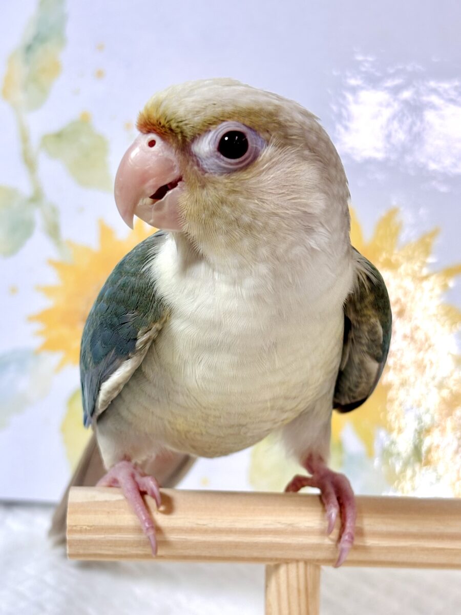 ホオミドリウロコインコ