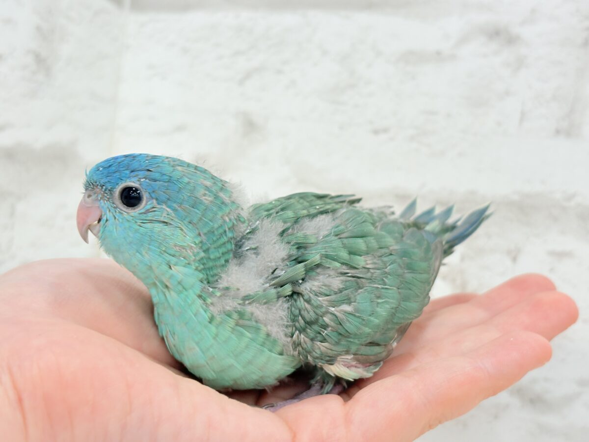 サザナミインコ