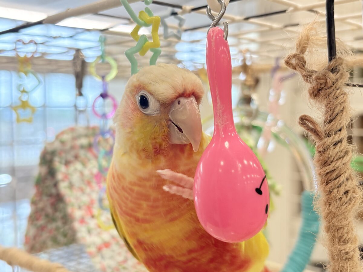 ホオミドリウロコインコ