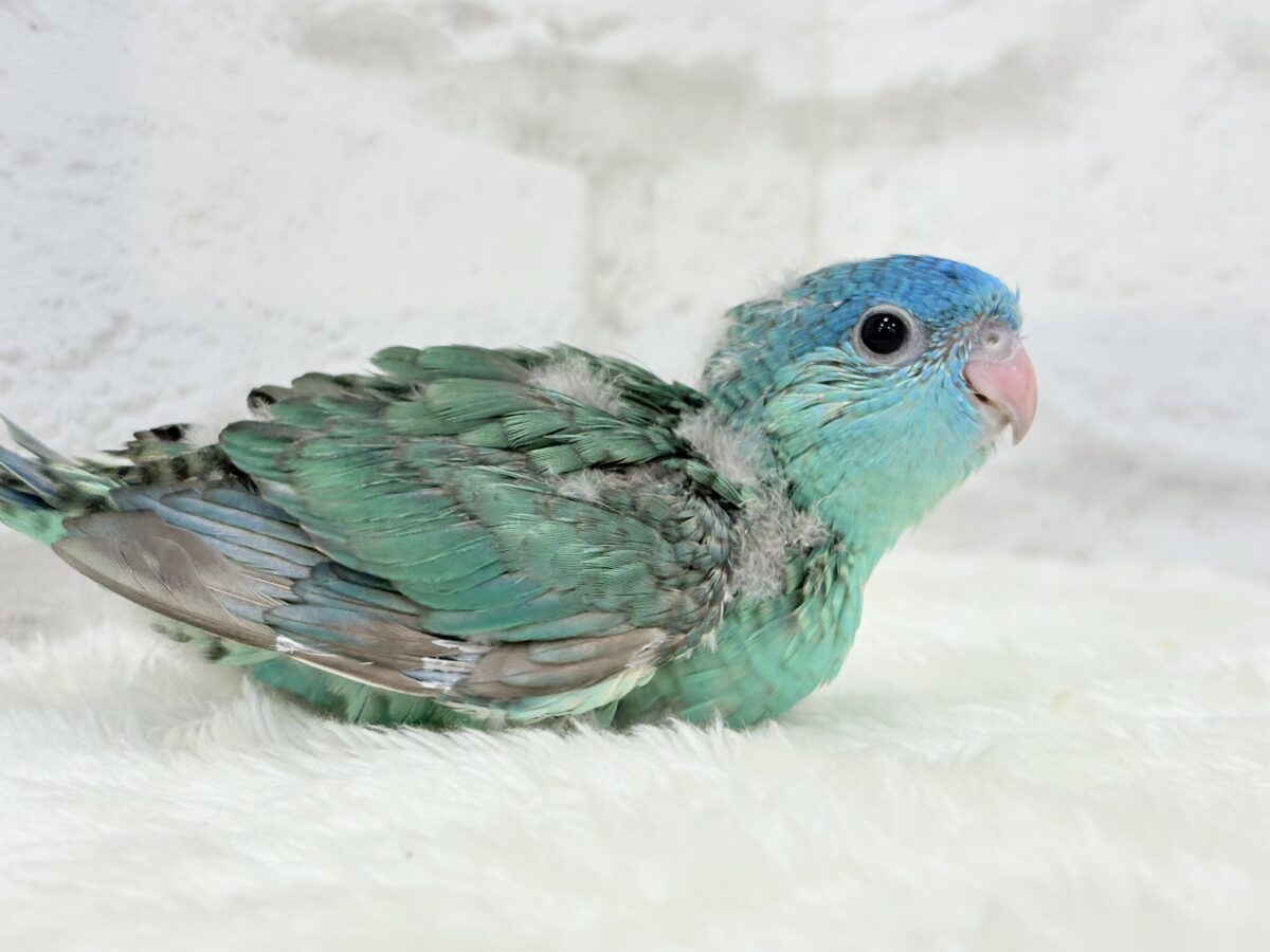 サザナミインコ