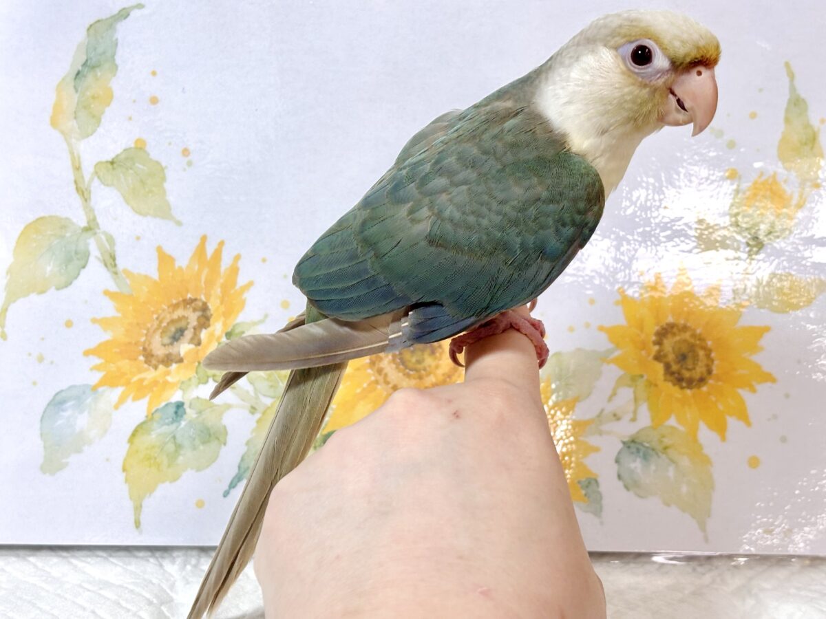 ホオミドリウロコインコ