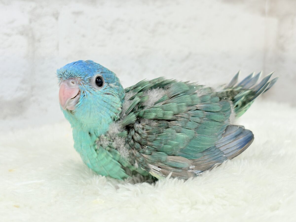 サザナミインコ
