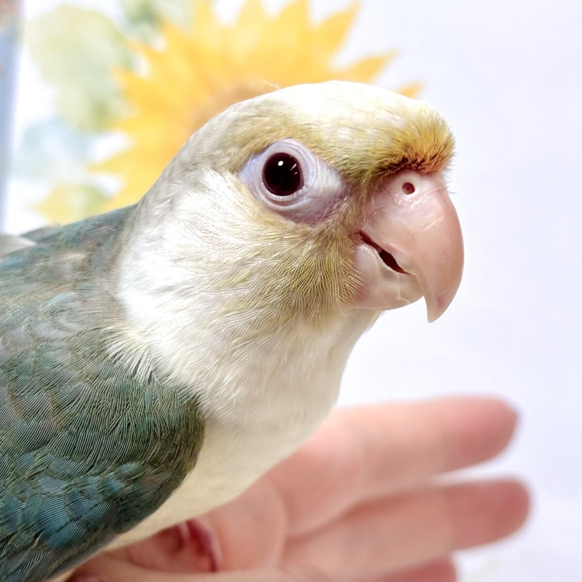 ウロコインコ シナモンブルーファロー 🌿‬🫖🍒✨