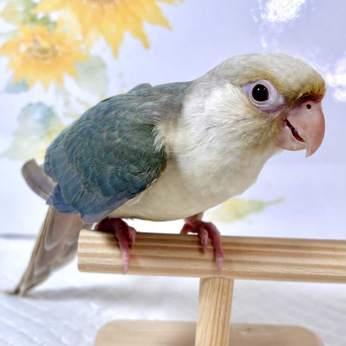 ホオミドリウロコインコ