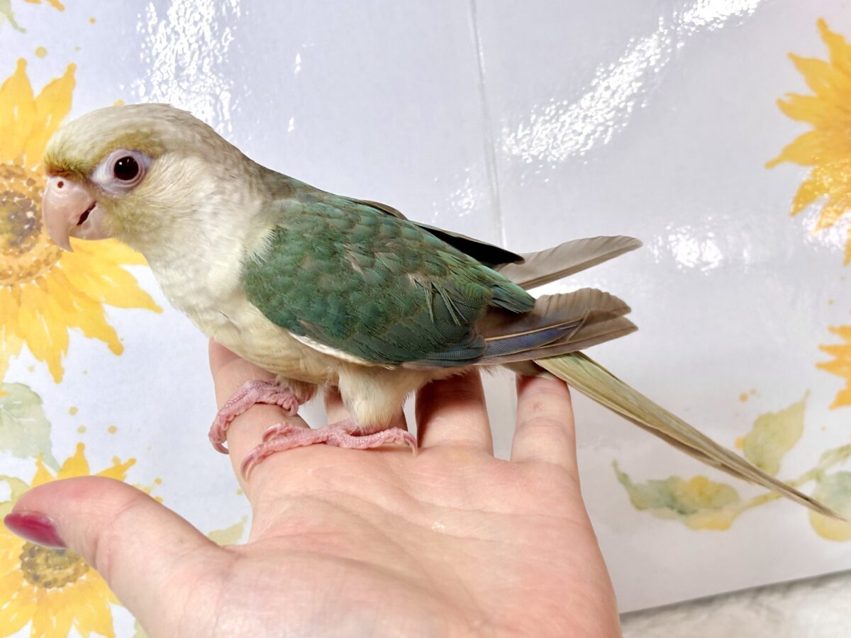 ホオミドリウロコインコ