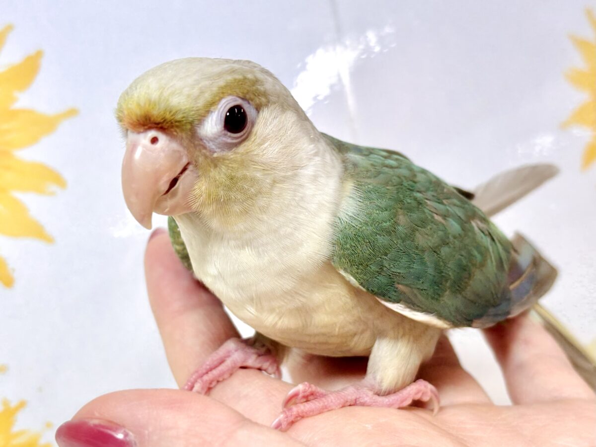 ホオミドリウロコインコ