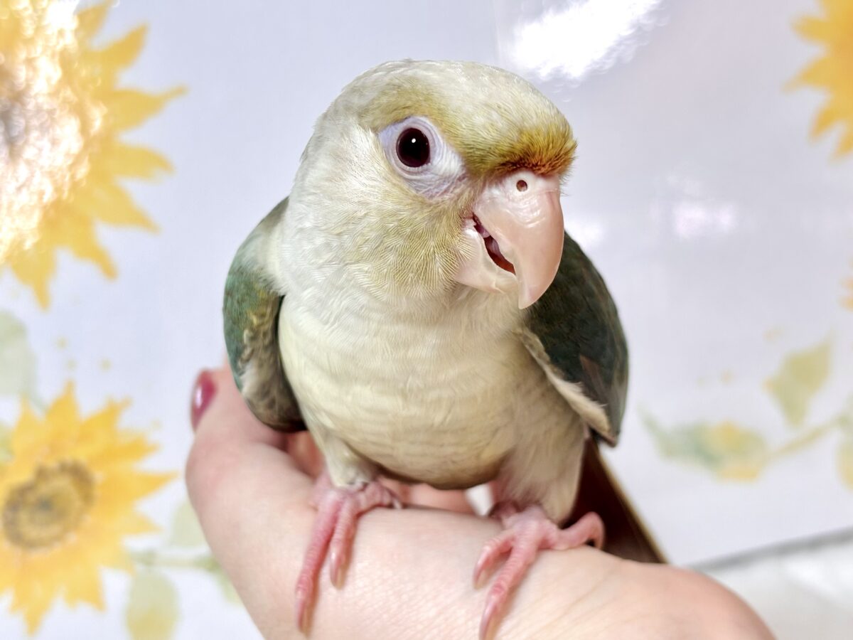 ホオミドリウロコインコ