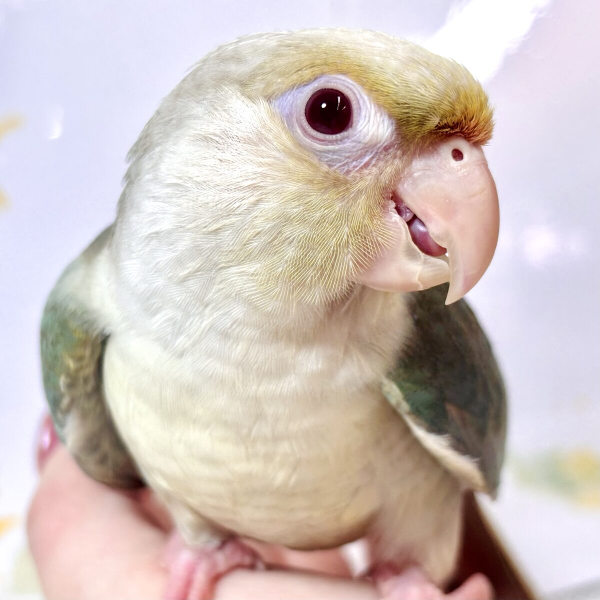 ホオミドリウロコインコ