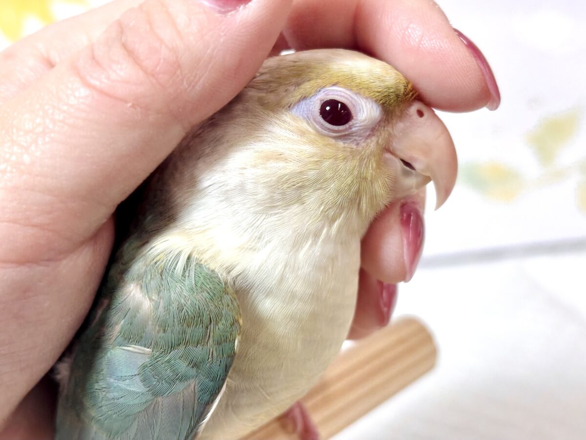ホオミドリウロコインコ