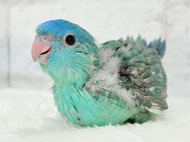 【最新画像更新🪄】キラキラ光る宝石カラー💎.*サザナミインコ(ターコイズ) ヒナ