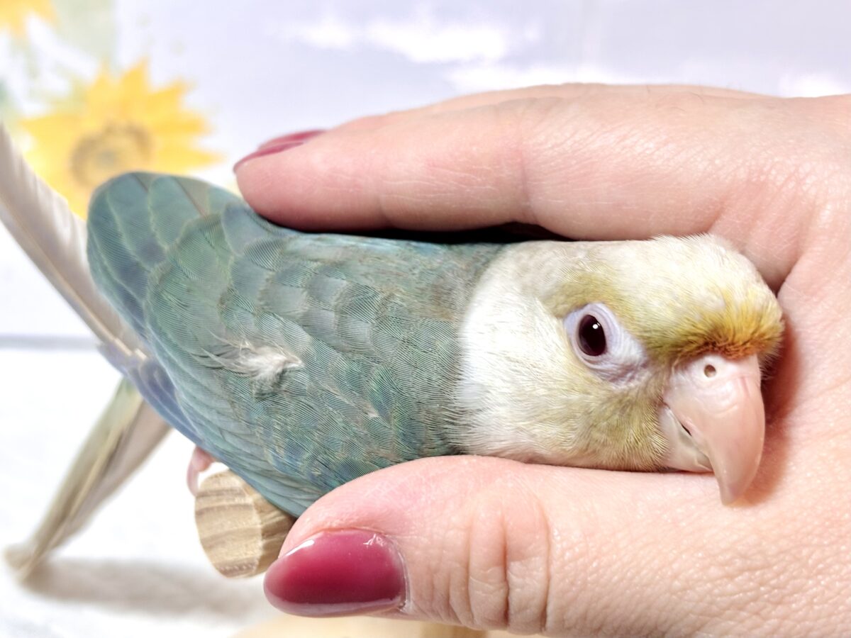 ホオミドリウロコインコ