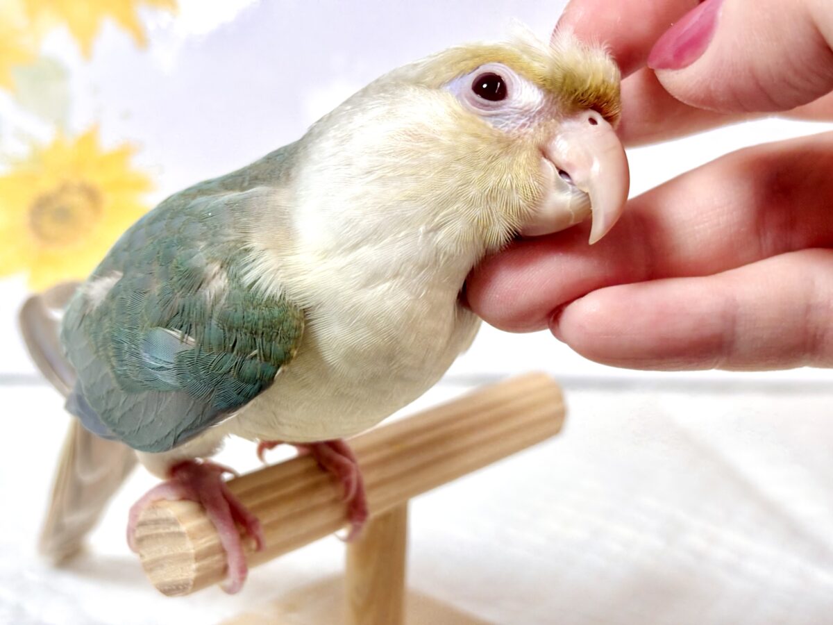 ホオミドリウロコインコ