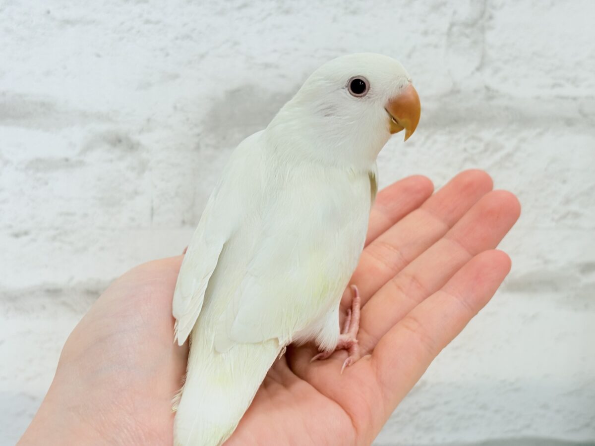 【最新画像更新🪄ひとり餌になりました☆】ほんのりふんわり感じるレモン🐣🍋コザクラインコ(クリームイノ) ヒナ コザクラインコ(小桜インコ)