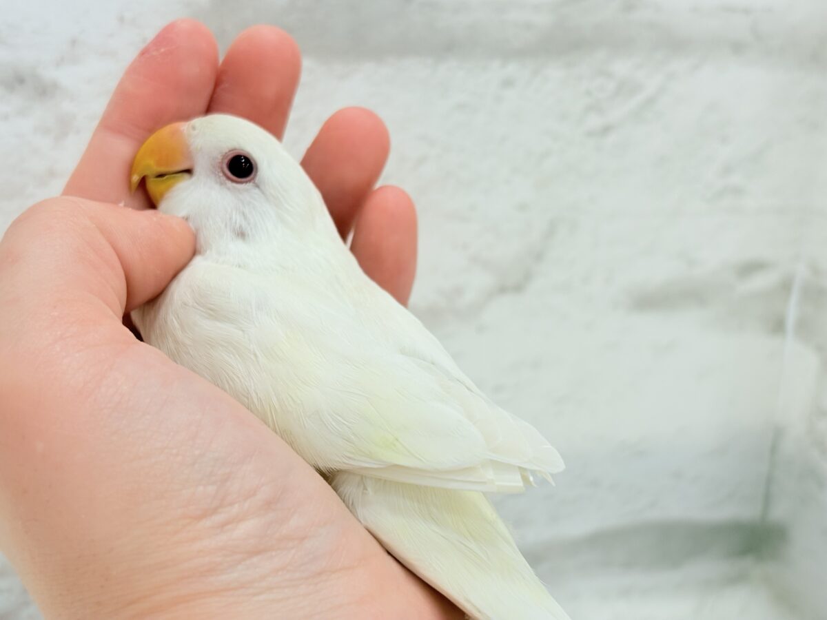 【最新画像更新🪄ひとり餌になりました☆】ほんのりふんわり感じるレモン🐣🍋コザクラインコ(クリームイノ) ヒナ コザクラインコ(小桜インコ)