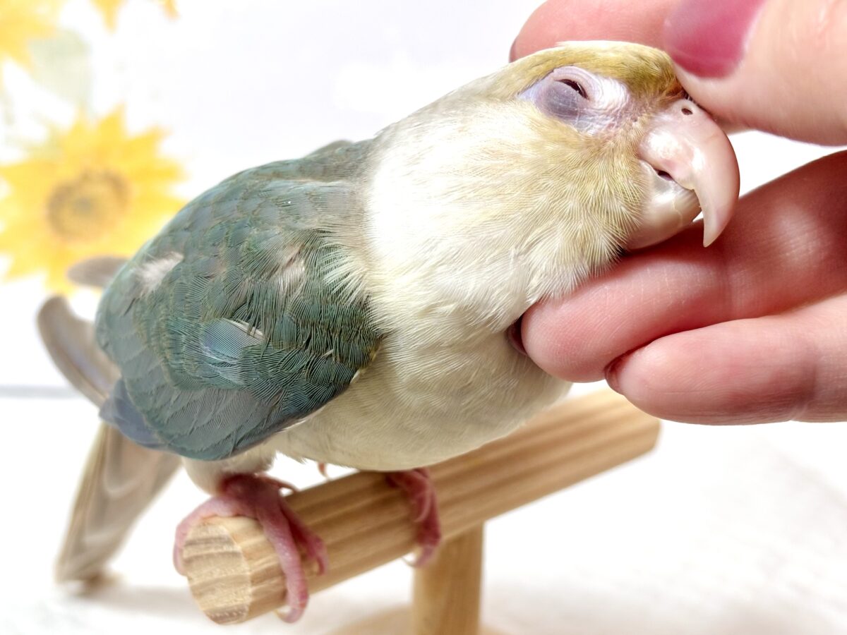 ホオミドリウロコインコ