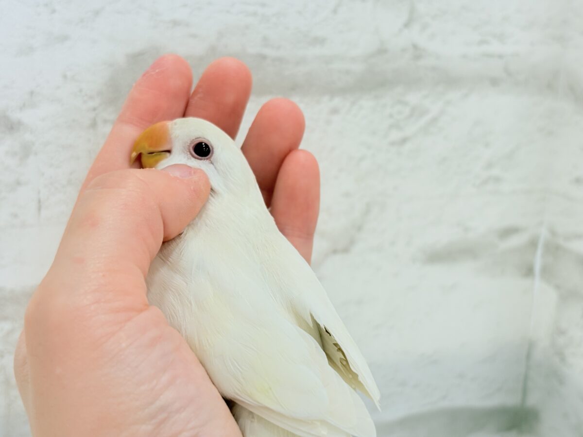 コザクラインコ（小桜インコ）