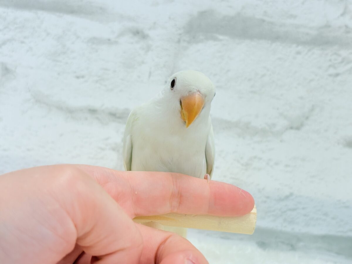 コザクラインコ（小桜インコ）