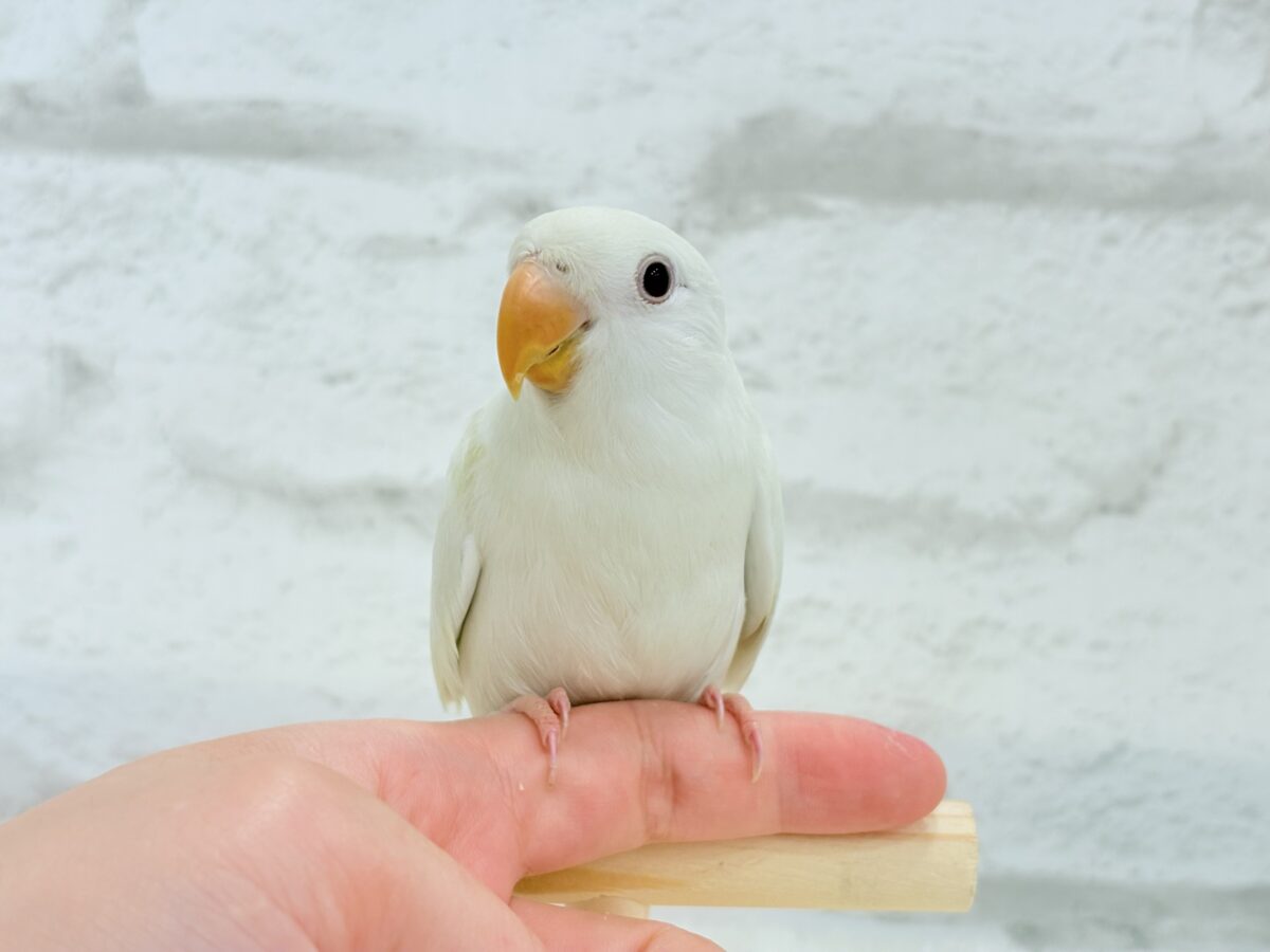 【最新画像更新🪄ひとり餌になりました☆】ほんのりふんわり感じるレモン🐣🍋コザクラインコ(クリームイノ) ヒナ コザクラインコ(小桜インコ)