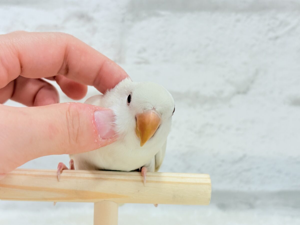 コザクラインコ（小桜インコ）