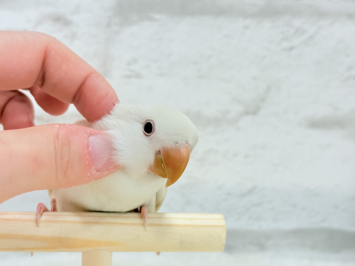 コザクラインコ（小桜インコ）
