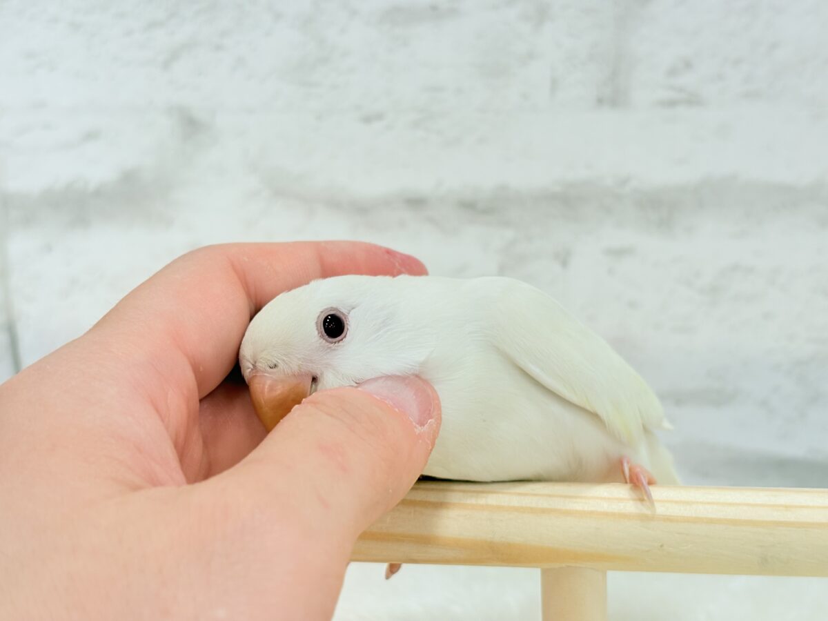 【最新画像更新🪄ひとり餌になりました☆】ほんのりふんわり感じるレモン🐣🍋コザクラインコ(クリームイノ) ヒナ コザクラインコ(小桜インコ)