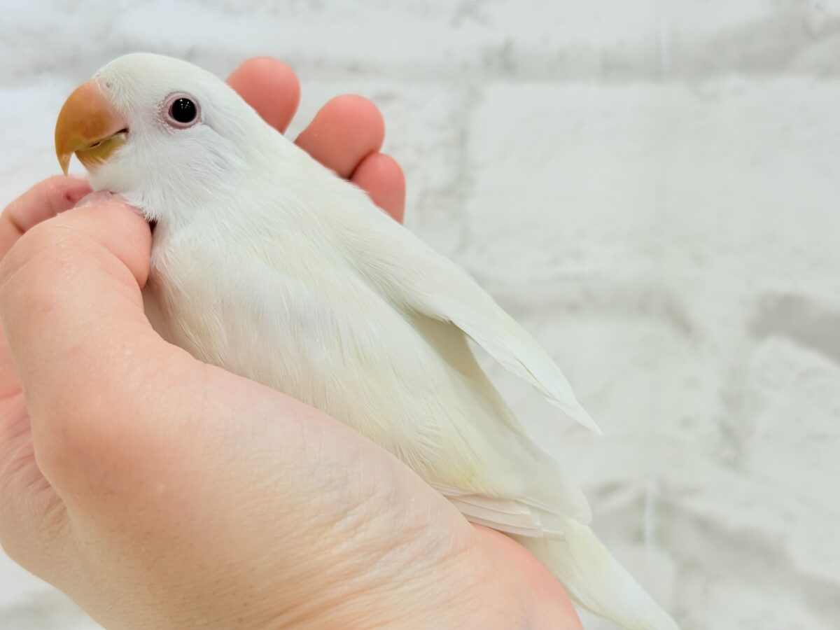 【最新画像更新🪄ひとり餌になりました☆】ほんのりふんわり感じるレモン🐣🍋コザクラインコ(クリームイノ) ヒナ コザクラインコ(小桜インコ)