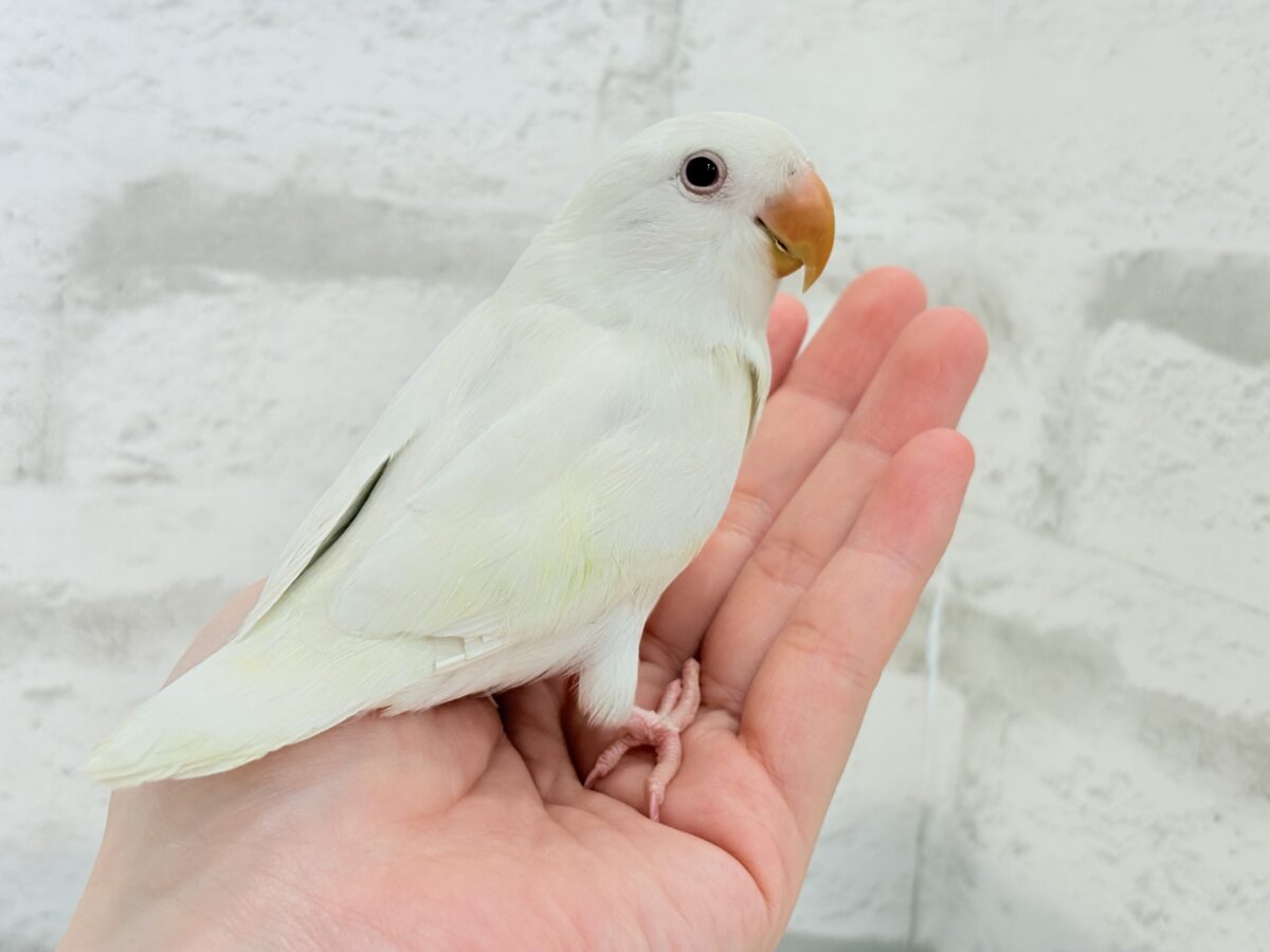 【最新画像更新🪄ひとり餌になりました☆】ほんのりふんわり感じるレモン🐣🍋コザクラインコ(クリームイノ) ヒナ コザクラインコ(小桜インコ)