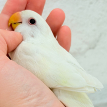 【最新画像更新🪄ひとり餌になりました‪☆】ほんのりふんわり感じるレモン🐣🍋コザクラインコ(クリームイノ) ヒナ