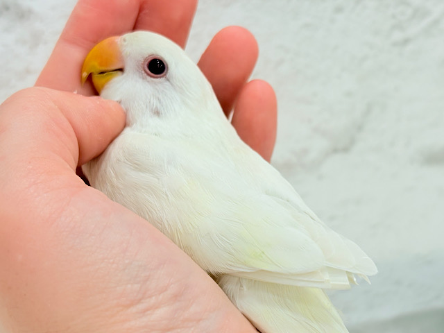 【最新画像更新🪄ひとり餌になりました☆】ほんのりふんわり感じるレモン🐣🍋コザクラインコ(クリームイノ) ヒナ 【最新画像更新🪄ひとり餌になりました☆】ほんのりふんわり感じるレモン🐣🍋コザクラインコ(クリームイノ) ヒナ
