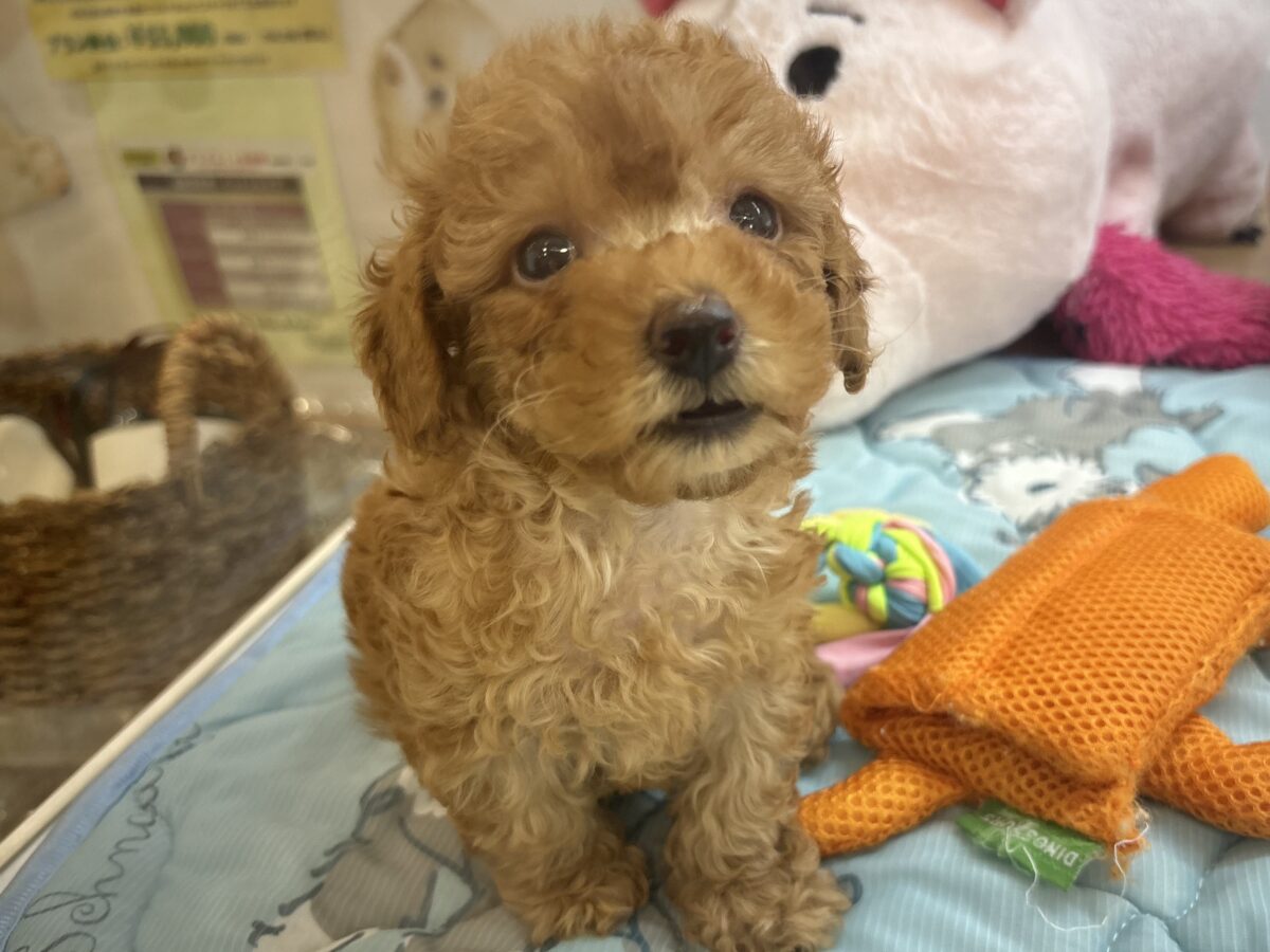トイプードル