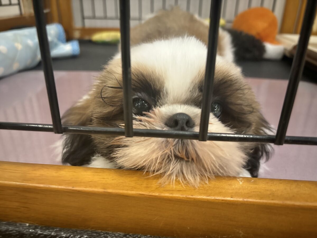 シーズー